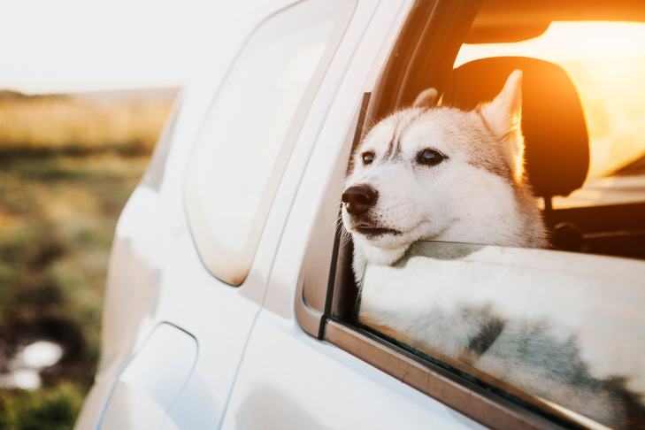 husky dog with head out of SUV window during sunset