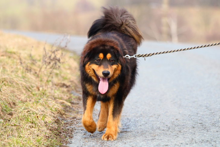 dog limping on a walk (1)