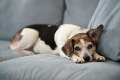 Imodium for Dogs: Can You Give Your Dog Loperamide?