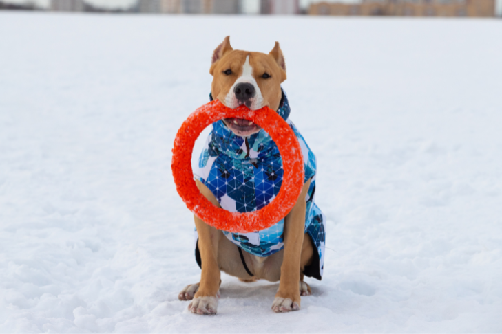 dog playing in the snow during winter