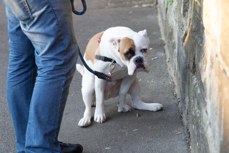 dog pooping on sidewalk