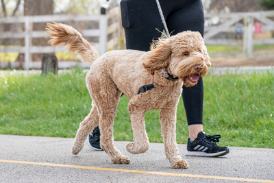 Socialization Tips For Reactive Dogs