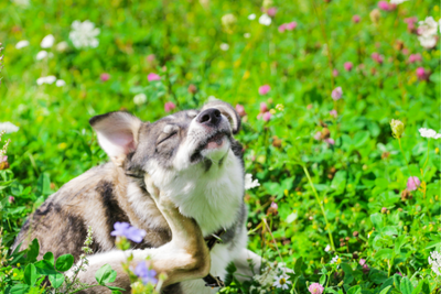 Spring Allergy Prevention For Pets