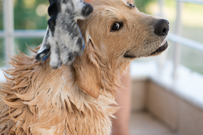 Spring Grooming Guide For Dogs