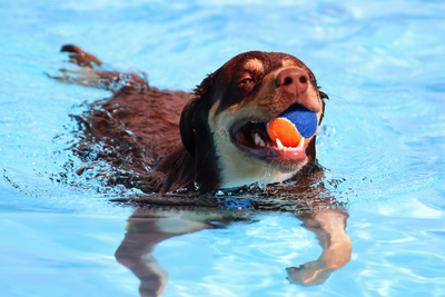 Can All Dogs Swim? Tips for Safely Teaching Your Pup How to Swim