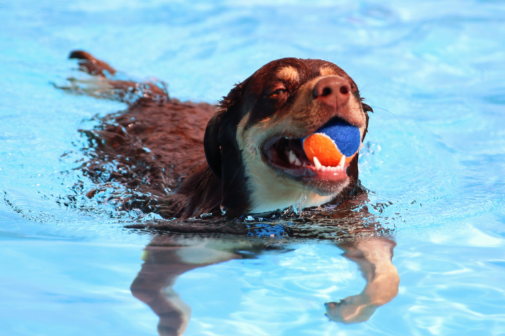 dog swimming in pool with ball in mouth