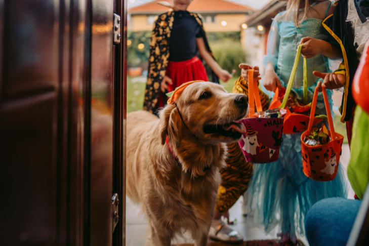 dog trick or treating with kids
