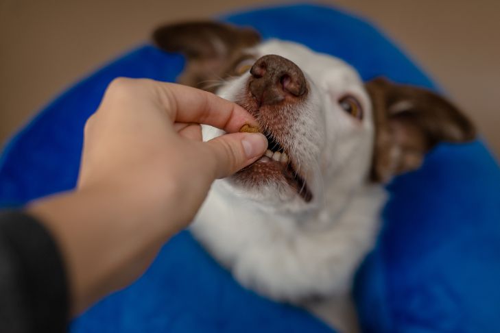 How to Choose the Right Allergy Supplement for Dogs: A Guide
