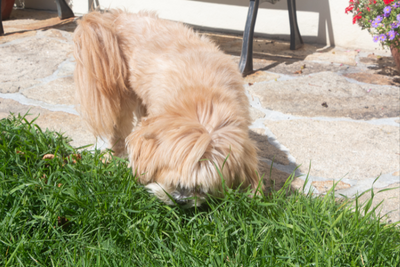 Why Is My Dog Eating Poop?