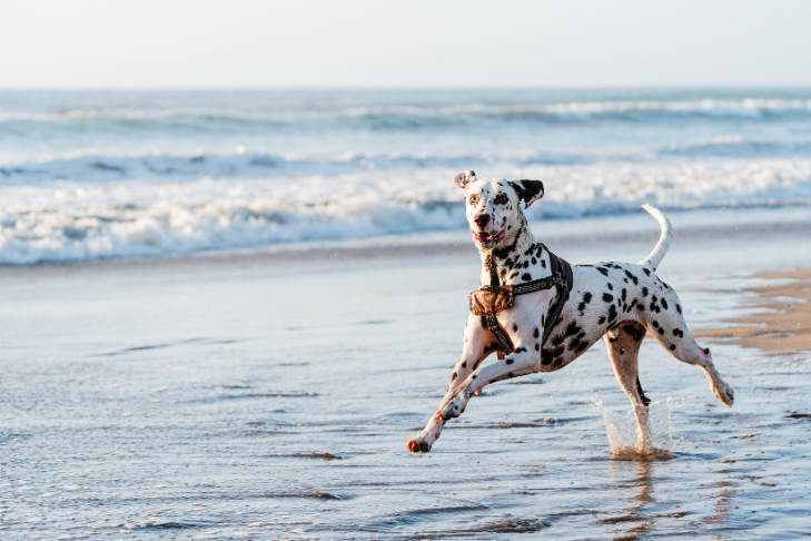 10 Best Dog-Friendly Beaches in the U.S.