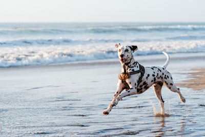 10 Best Dog-Friendly Beaches in the U.S.