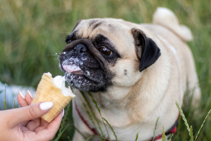 Cool Off Your Pup with This Easy Frozen Yogurt Recipe for Dogs