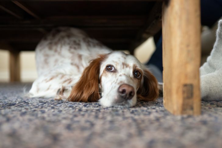 How to Calm a Dog During a Thunderstorm (and Fireworks)