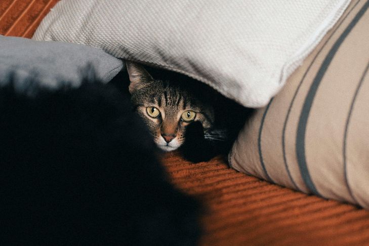 How to Help Your Cat Stay Calm During Fireworks