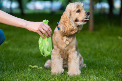 Dog Poop Color Chart: What's Normal & What's Not
