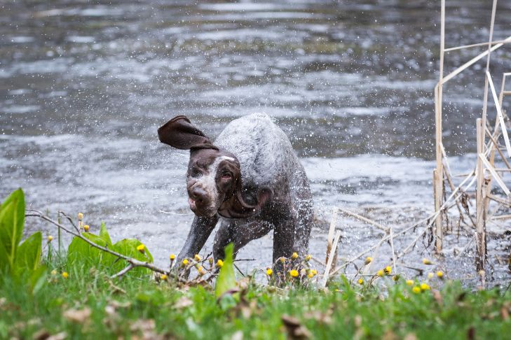dog shaking ears after swimming in a lake