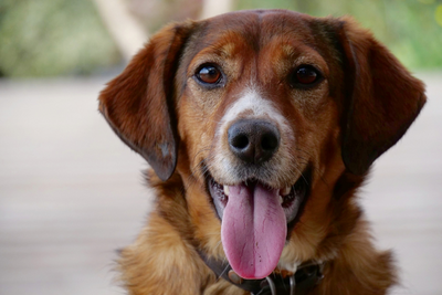 Eye Health for Dogs: How to Keep Your Canine’s Eyes Healthy