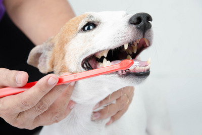 My Pet Hates Having Their Teeth Brushed: What Should I Do?