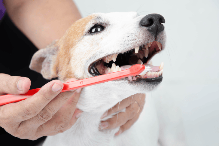 4 Pet Dental Health Tips from a Veterinarian