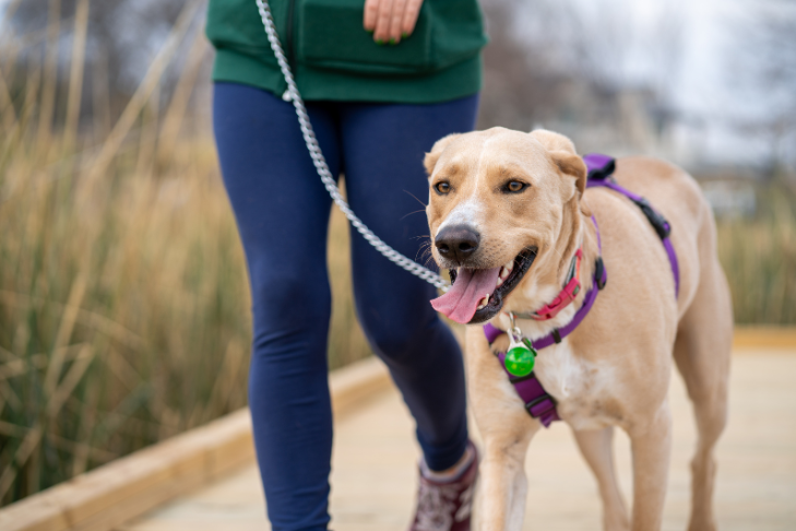 Dog on a walk
