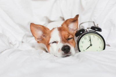 How Are Dogs Affected By Daylight Saving Time?