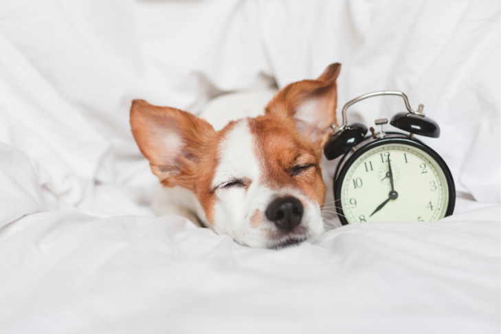 dogs daylight savings