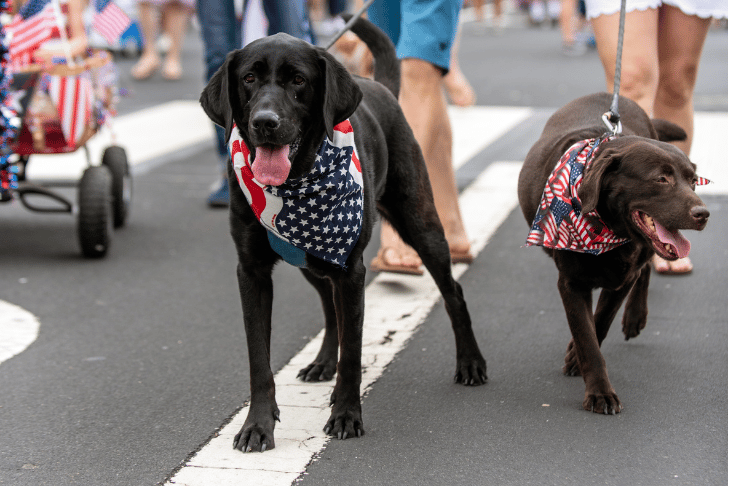 2 dogs at july 4 parade