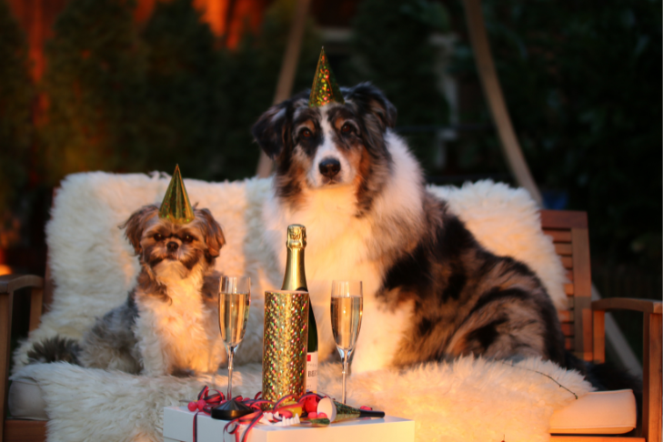 dogs on new years eve