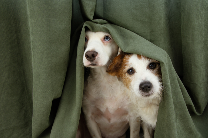 Why Are Dogs Scared of Thunder? Causes, Signs, and How to Help