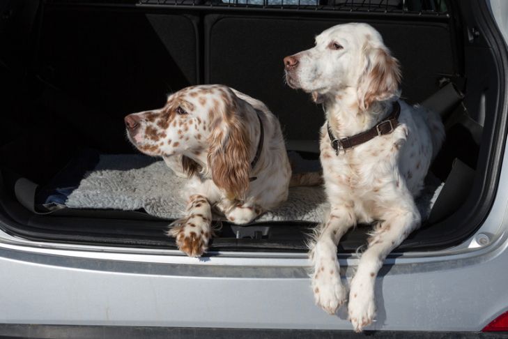 How I Help Keep My Dogs Calm on Long Car Rides