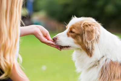 CBD Gummies vs Chews for Dogs: Which Is Better?
