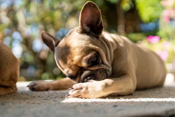 Brown French Bulldog lying on a concrete surface licking their paw