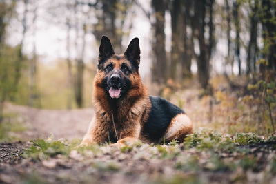 How Long Do German Shepherds Live? Life Expectancy &amp; Health Issues