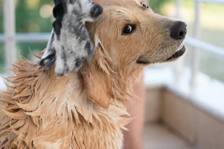 golden retriever dog with shampoo on fur