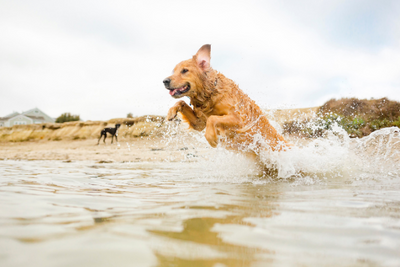4 Ways CBD Can Benefit Your Dog's Summer Adventures