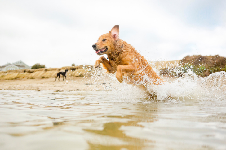 golden retriever swimming in the summer