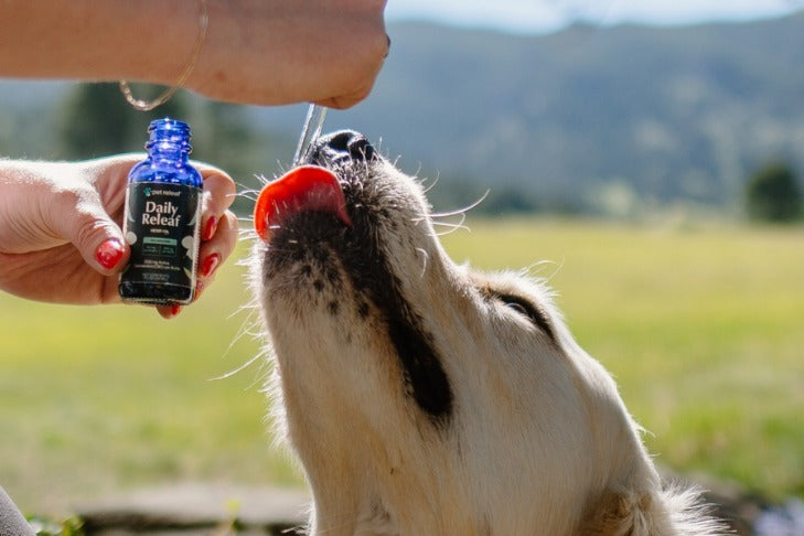 Gold dog licking Daily Releaf Pet Releaf tincture