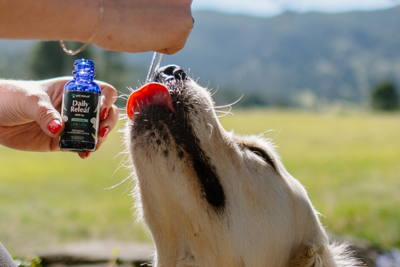 Good vs. Bad CBD: 8 Ways to Make Sure Your Pet CBD is Legit