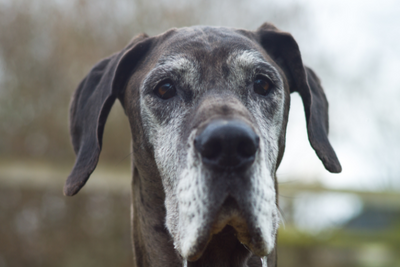 Great Dane Life Span and Health Issues