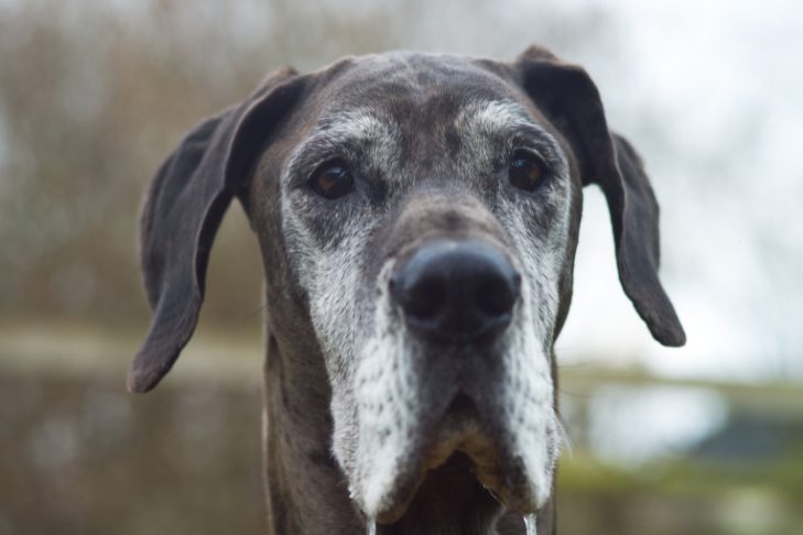 silver senior great dane