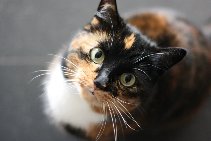 Calico cat with green eyes looking up at the camera