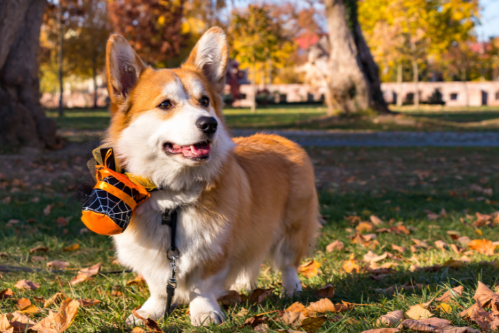 Halloween Pet Safety Guide: Dos and Don'ts