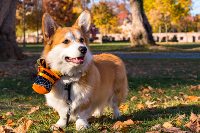 Halloween Pet Safety Guide: Dos and Don'ts