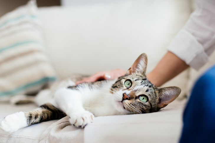 healthy cat signs