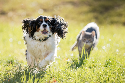 How to Keep Your Pet's Heart Healthy