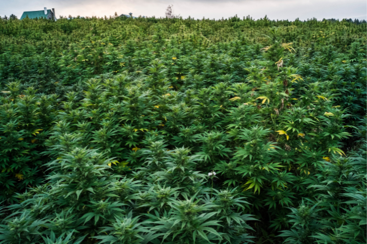 hemp history