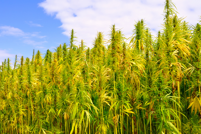 The Differences Between Hemp and Marijuana