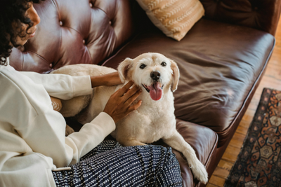 How to Keep Your Home From Smelling Like Your Pets