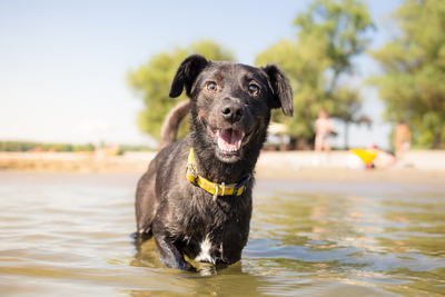 How Hot is Too Hot For Dogs? How To Protect Your Dog in Summer Heat