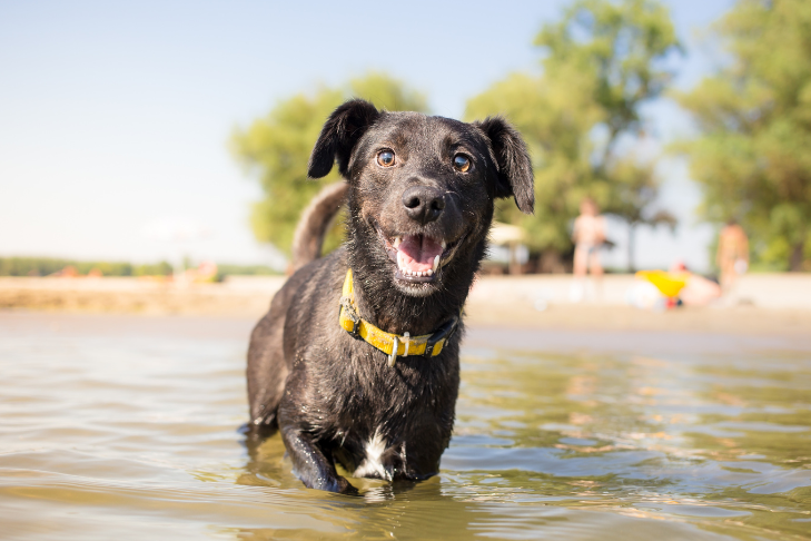 black medium-sized mixed breed dog in the lake during summer